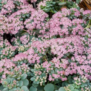 Sedum de Siebold