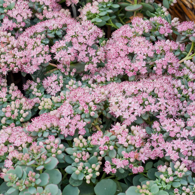 Sedum de Siebold – Image 2