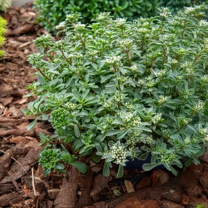 Sedum spurium panaché
