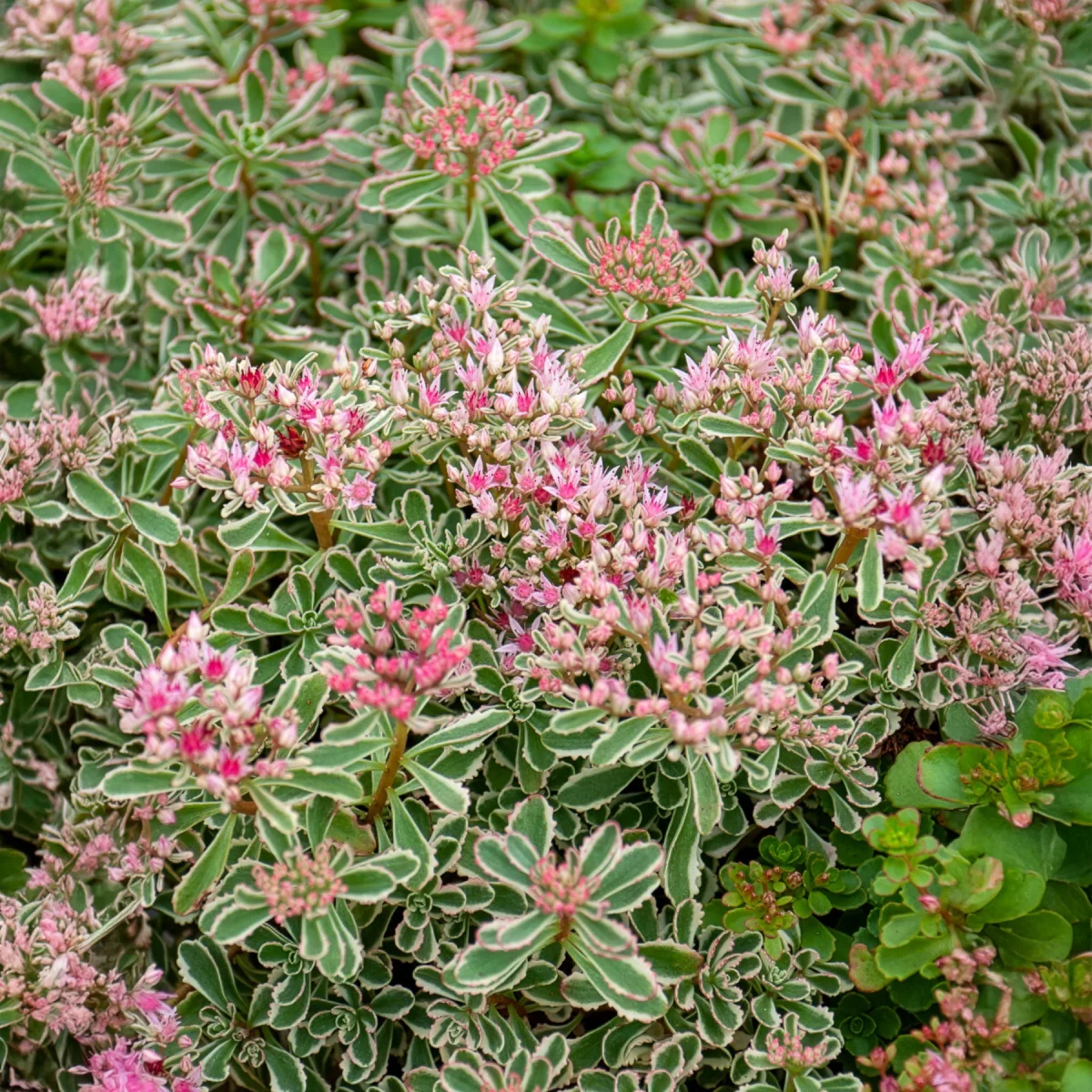 Sedum spurium panaché – Image 3