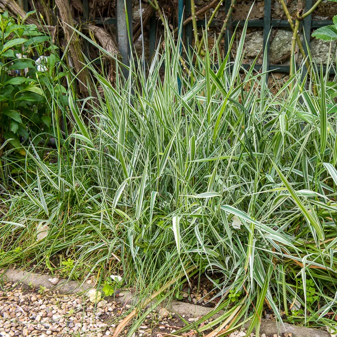 Phalaris panaché -Baldingère faux roseau – Image 3