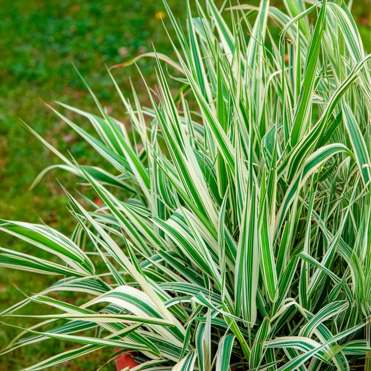 Phalaris panaché -Baldingère faux roseau – Image 4