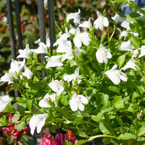 Mazus rampant blanc