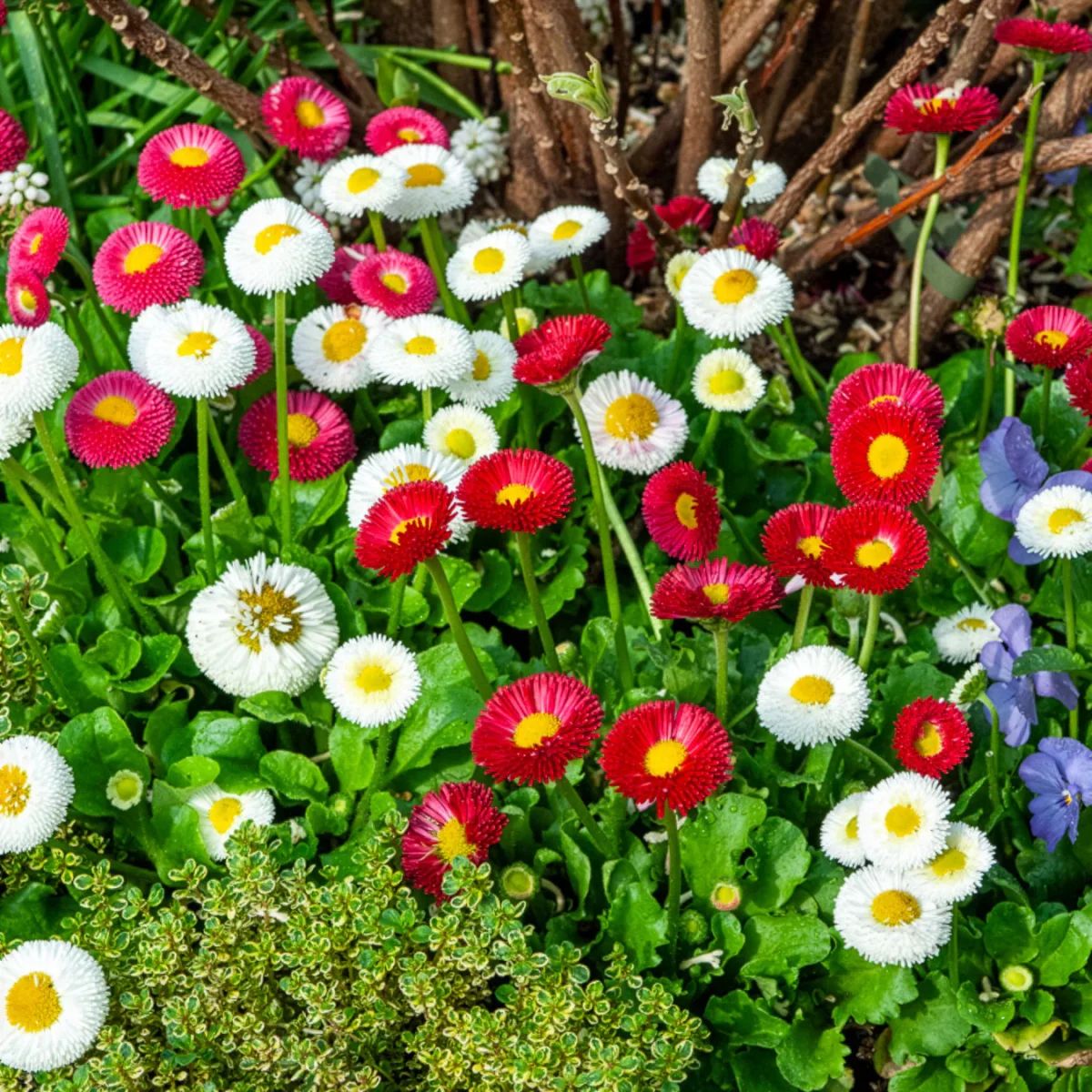 2 Pâquerettes en mélange – Image 4