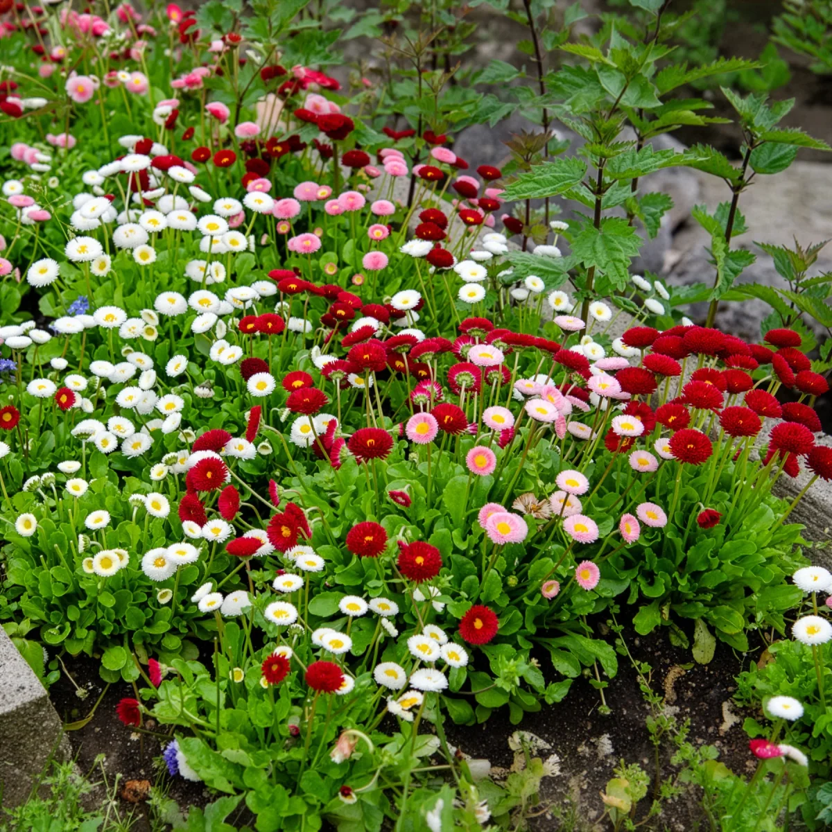 2 Pâquerettes en mélange – Image 5