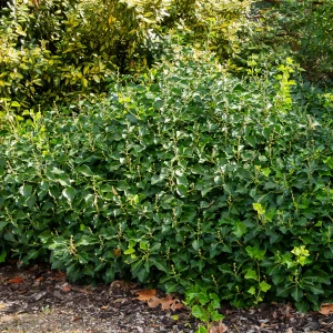 Hedera helix Arborescens - Lierre arbustif