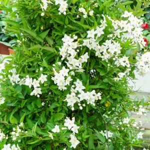 Morelle faux-jasmin