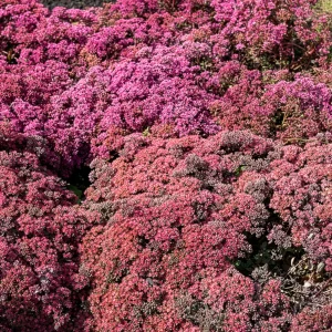Sedum Sunsparkler® Dazzleberry