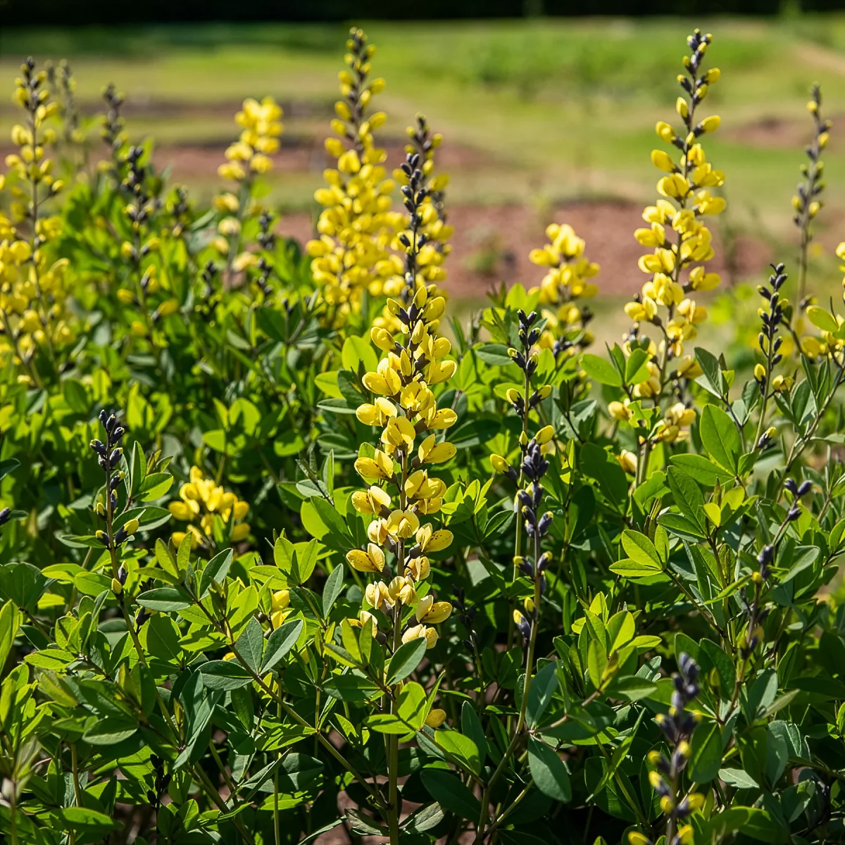 Lupin indigo Lemon Meringue – Image 2