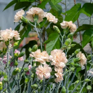 Œillet mignardise Devon Cream