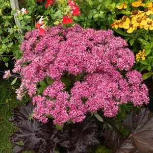 Sedum Mr Goodbud