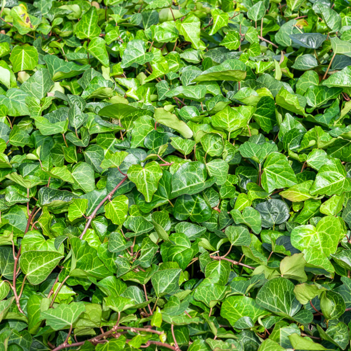 Lierre couvre-sol d'Alger