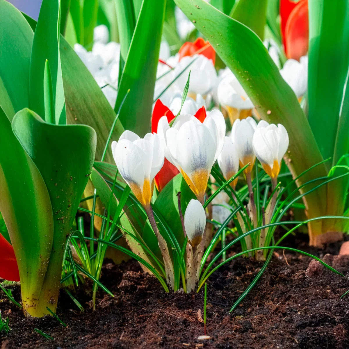 10 Crocus Ard Schenk – Image 4