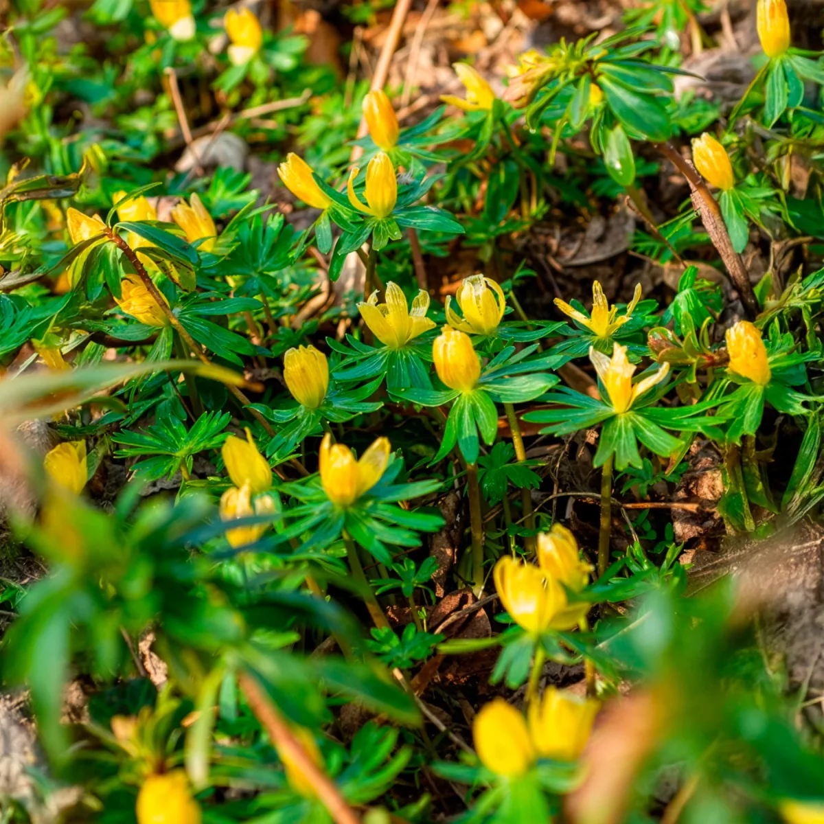 10 Helléborines – Image 9