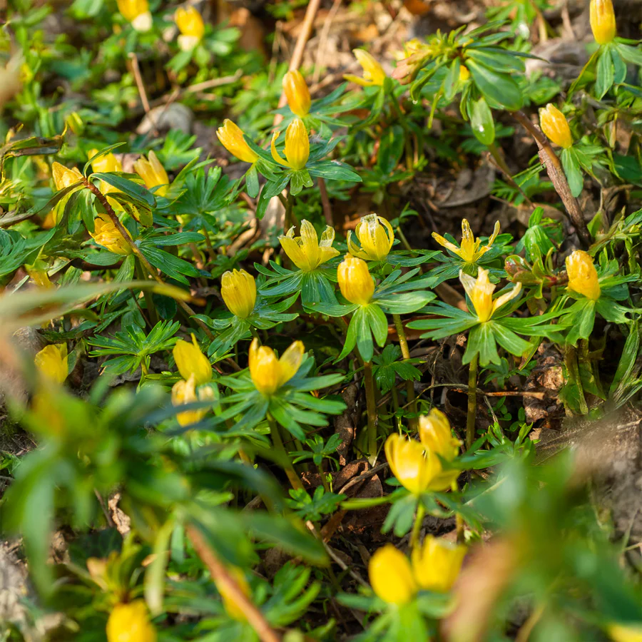 10 Helléborines – Image 8