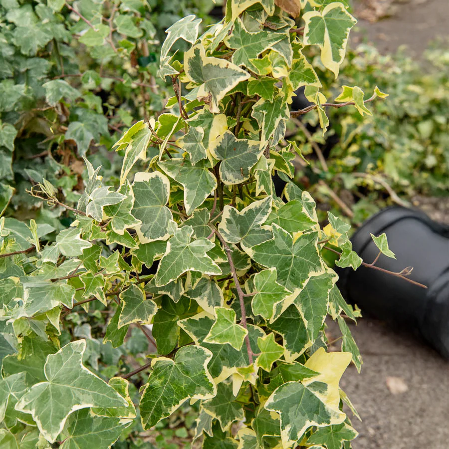 Lierre Goldchild – Image 2