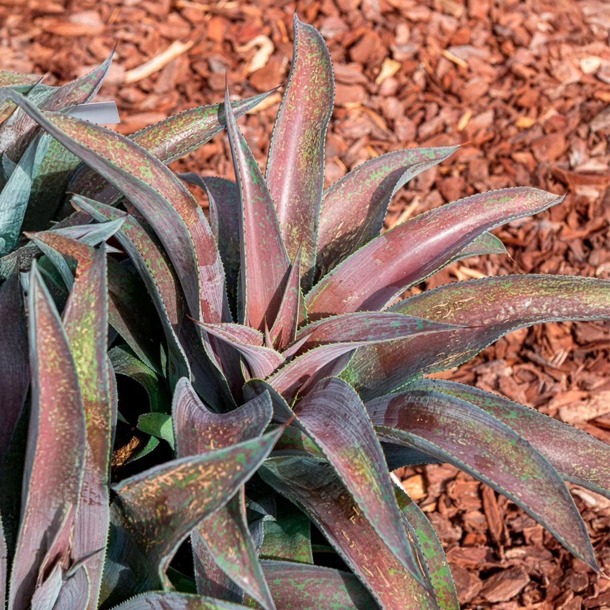 Mangave Mission to Mars ® – Image 3