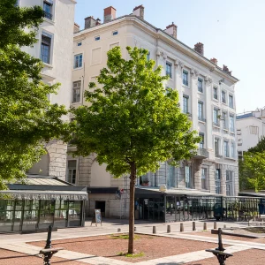 Erable de Montpellier