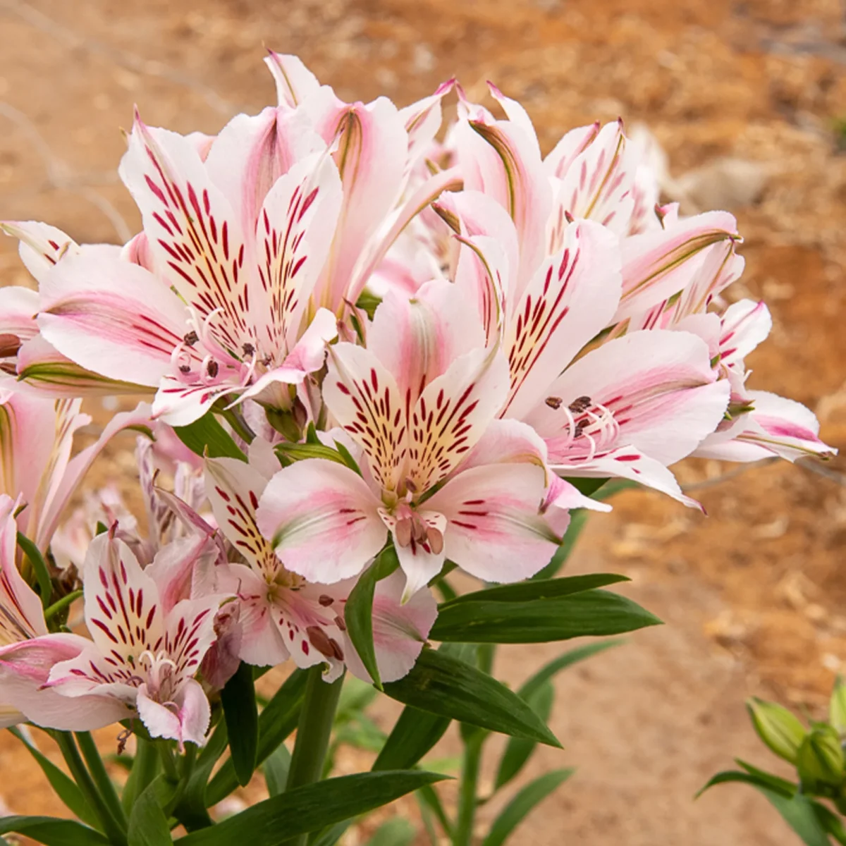 Lys des Incas - Alstroémère Duchesse d'Anjou Béatrice – Image 3
