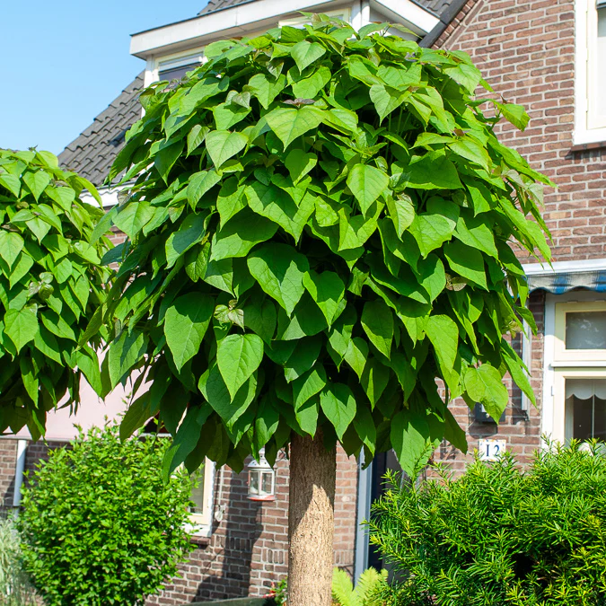 Catalpa Boule – Image 3