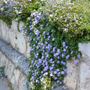 Liseron de Mauritanie