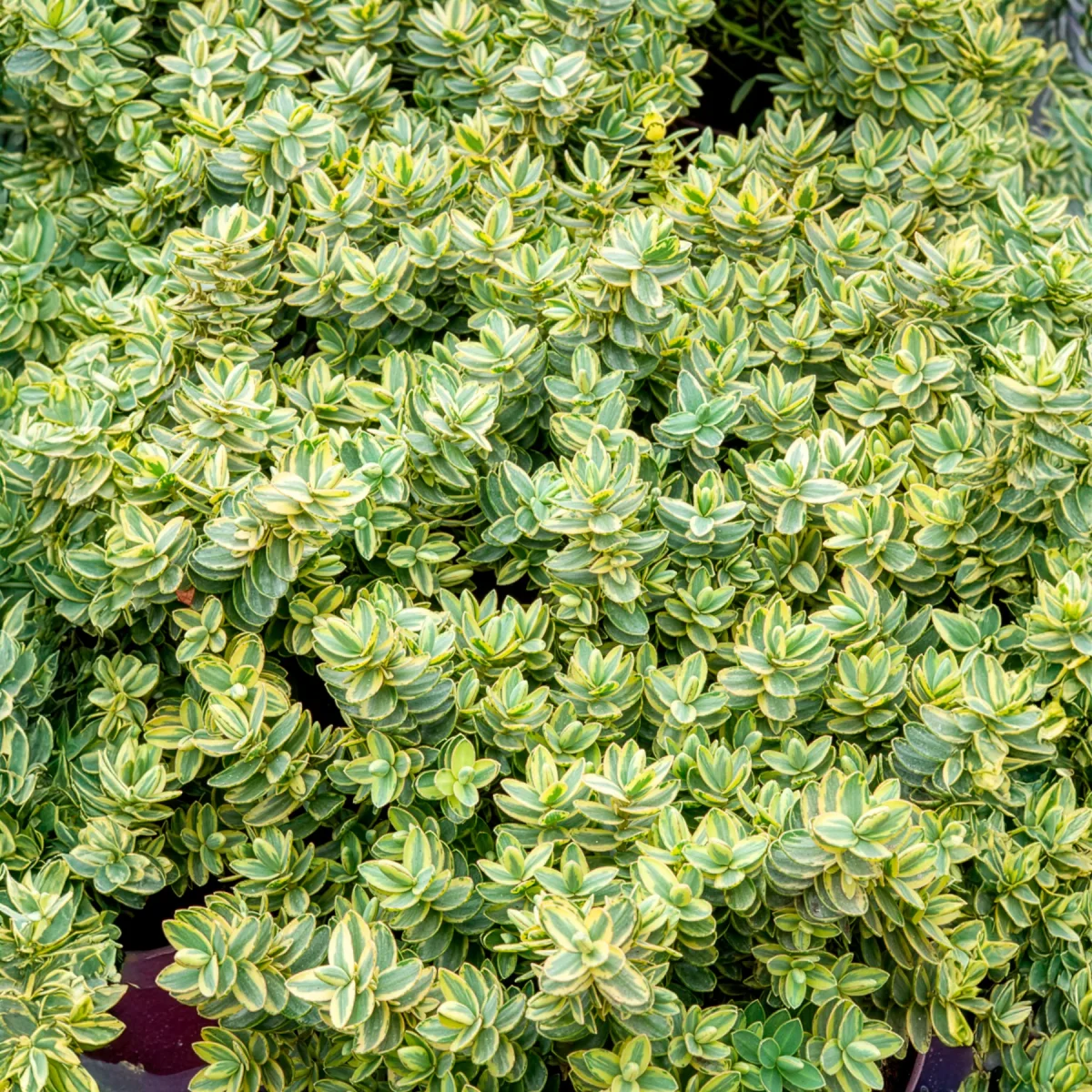 Véronique arbustive Silver Dollar - Hebe – Image 4