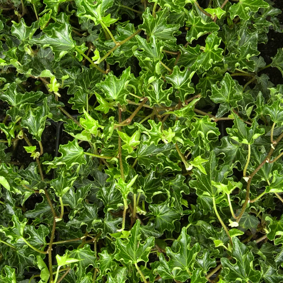 Lierre commun Ivalace – Image 3