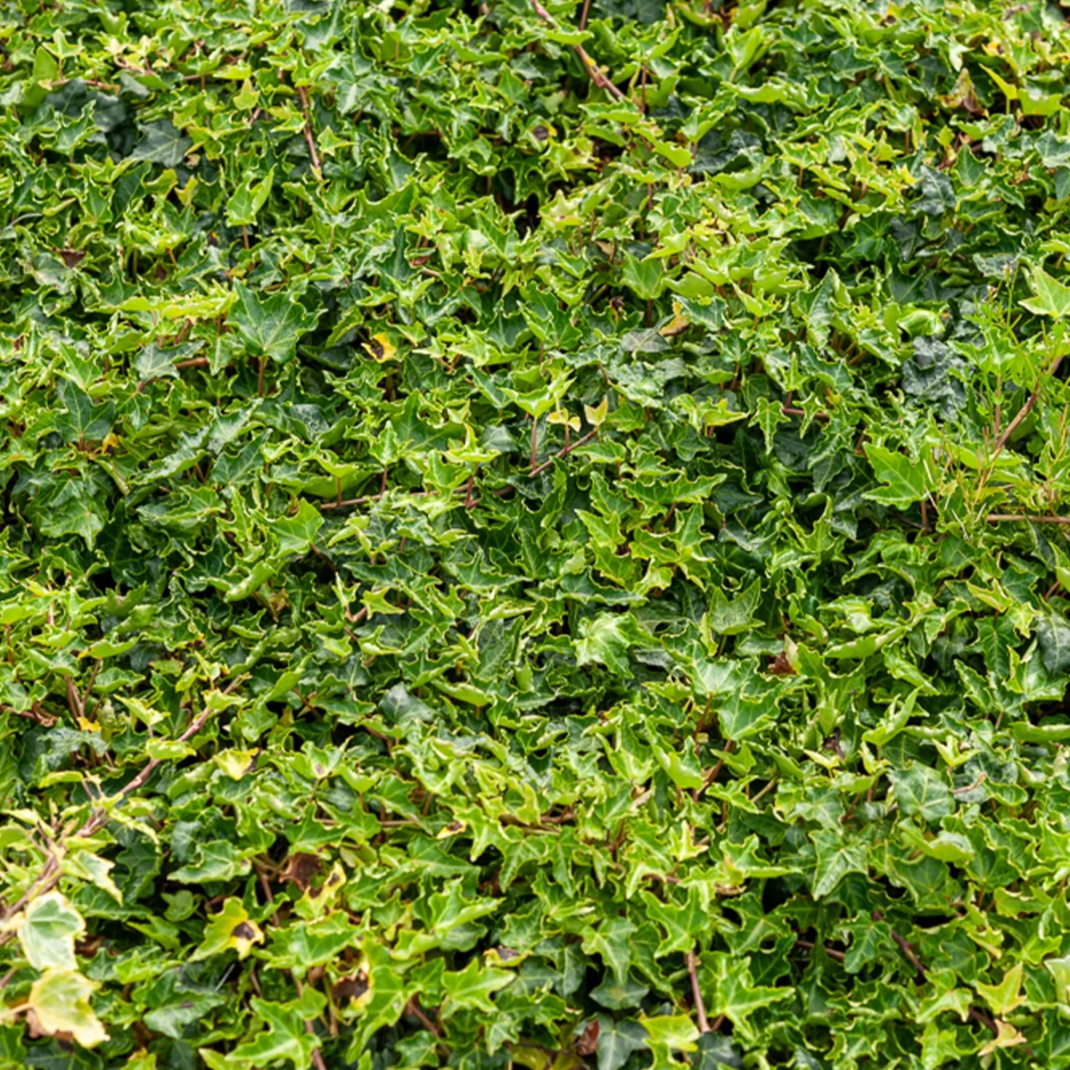 Lierre commun Ivalace – Image 2