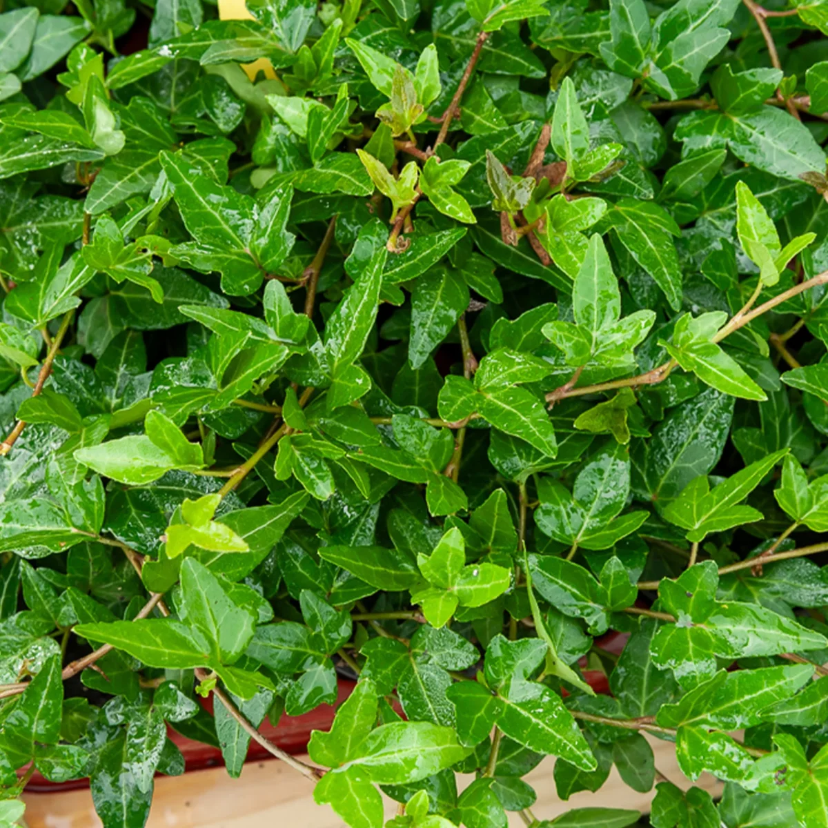 Lierre commun nain Shamrock – Image 3