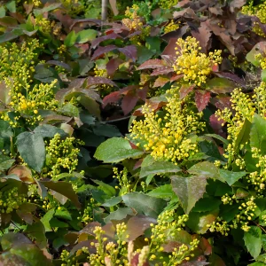 Mahonia Apollo