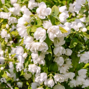 Seringat Manteau d'Hermine - Philadelphus