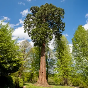 Séquoia géant