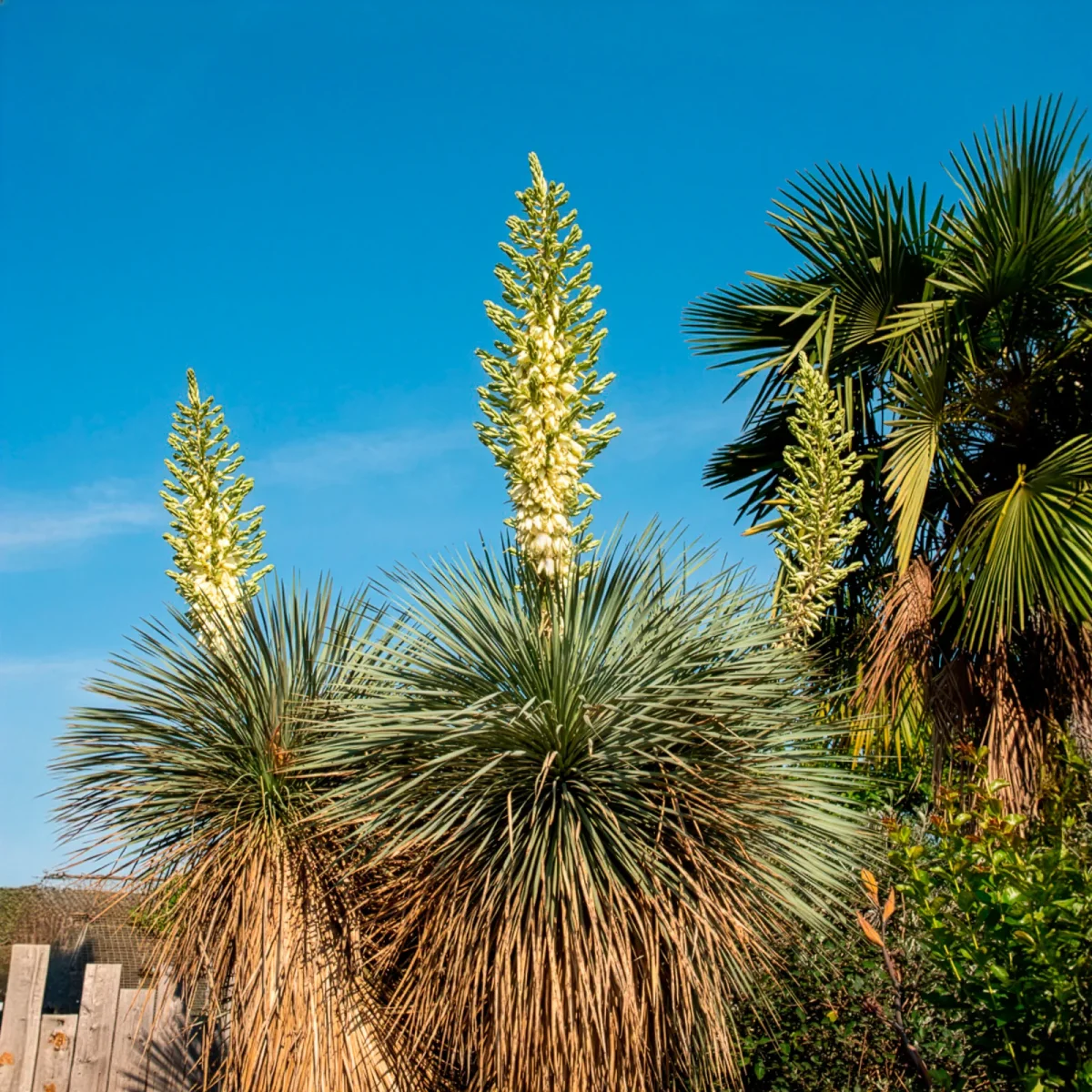 Yucca bleu – Image 3