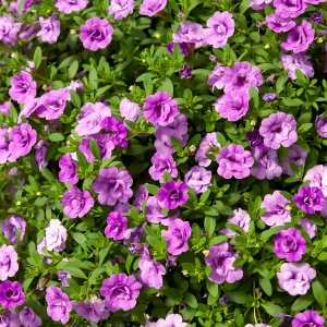 Mini-pétunia à fleurs doubles violettes
