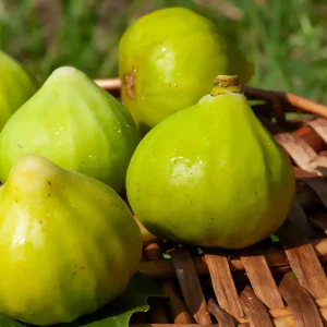 Figuier La Marseillaise