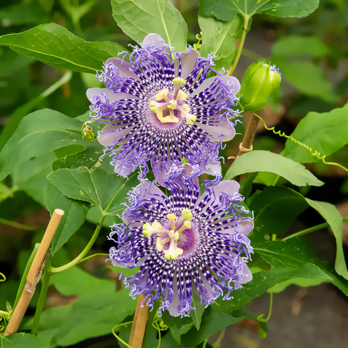 Passiflore Fata Confetto – Image 2