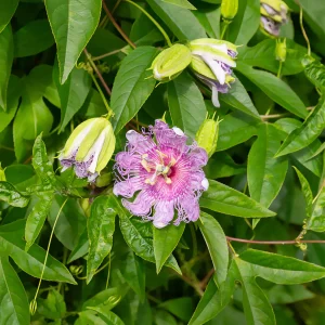 Passiflore officinale