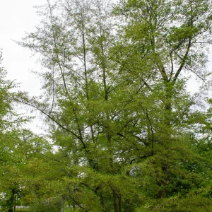 Aulne glutineux Imperialis