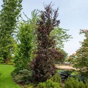 Hêtre fastigié pourpre