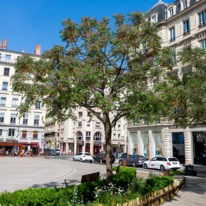 Margousier - Lilas de Perse