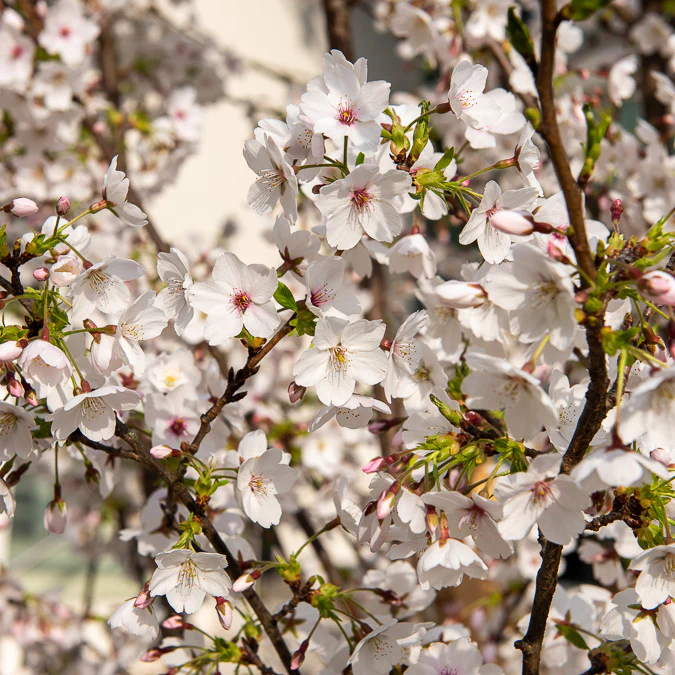 Cerisier à fleurs du Tibet