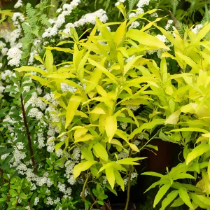 Saule de Sakhaline Golden Sunshine