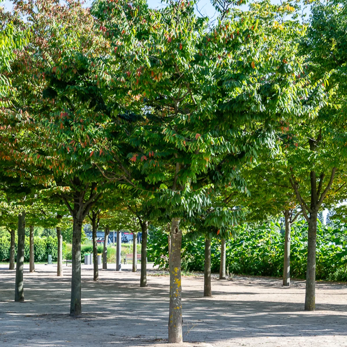 Orme de Sibérie - Zelkova serrata – Image 4