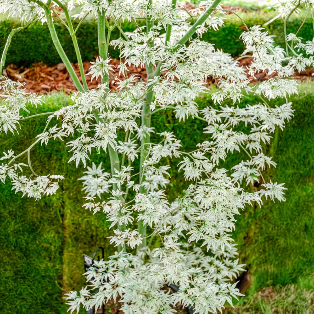 Erable du japon ukigumo – Image 4