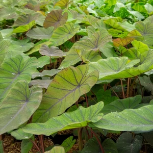 Colocasia Madeira - Oreille d'éléphant