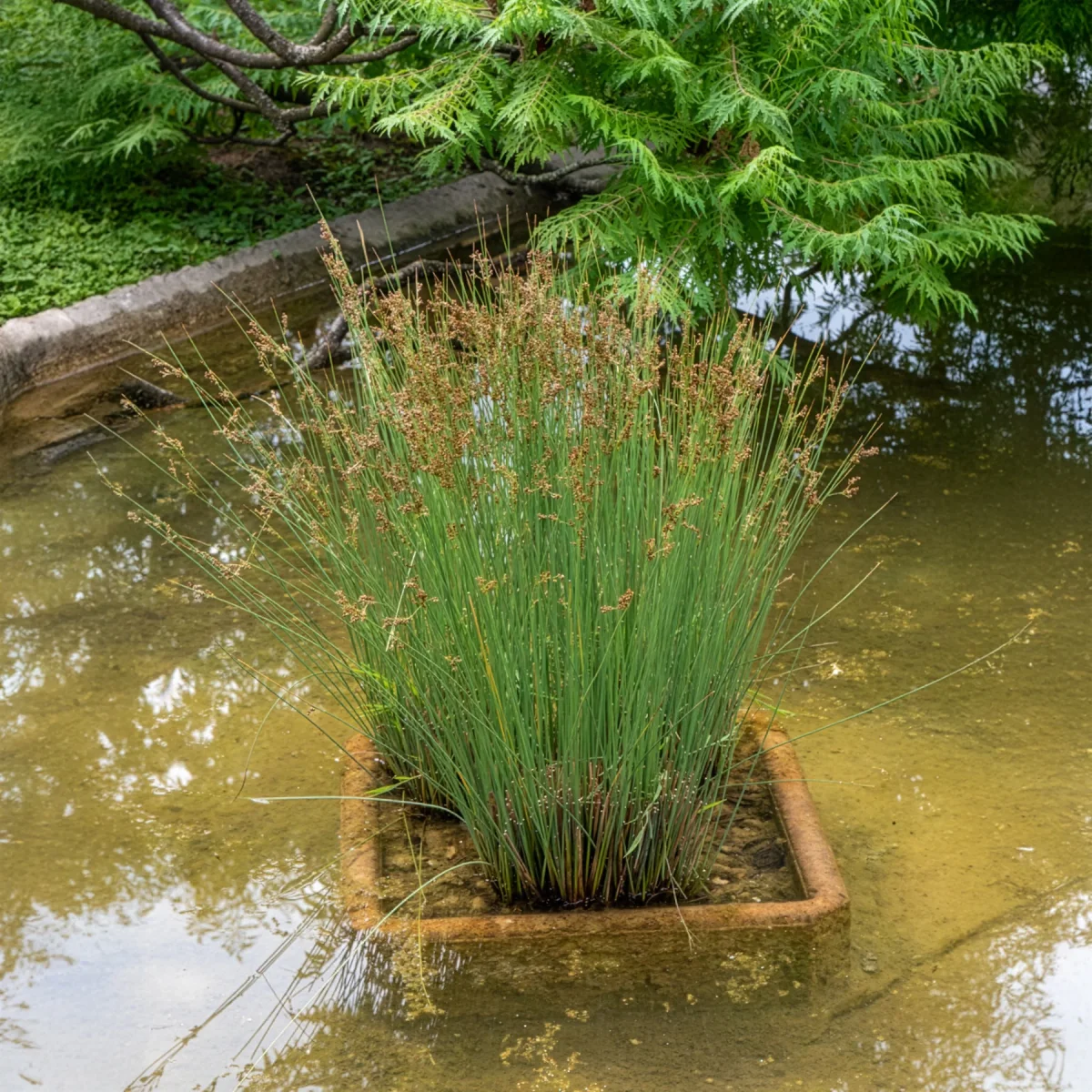 Jonc épars – Image 4