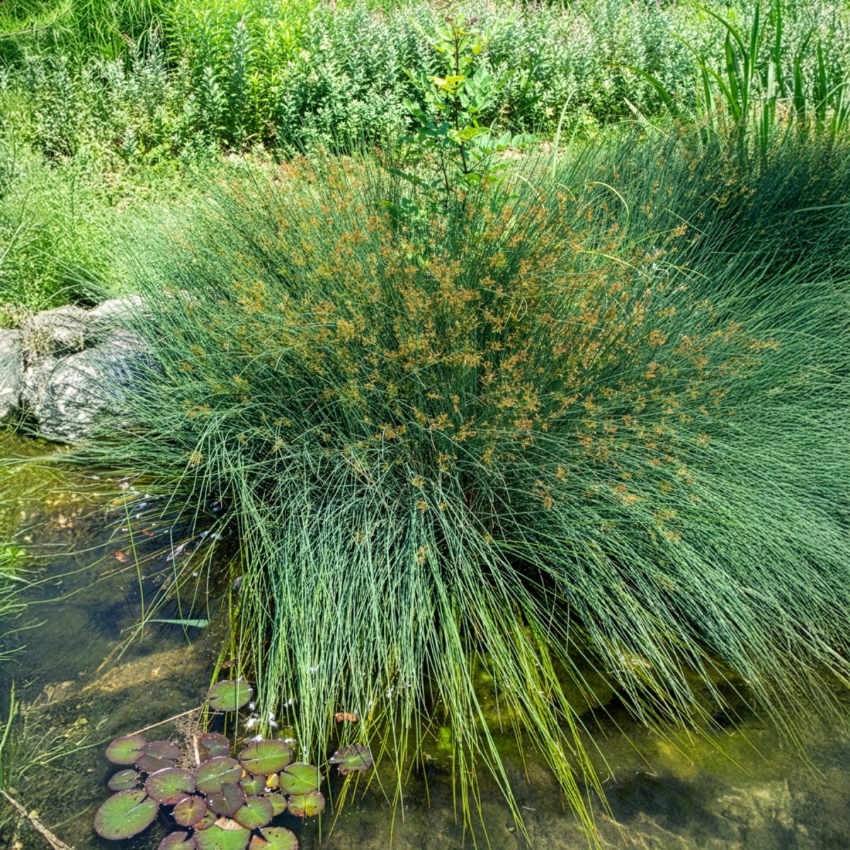 Jonc épars – Image 2