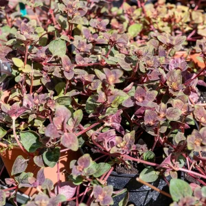 Lysimaque Persian Chocolate®