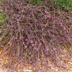 Verveine officinale Bampton