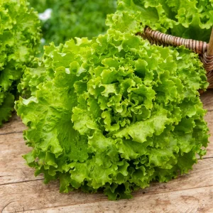Laitue batavia Blonde Florine